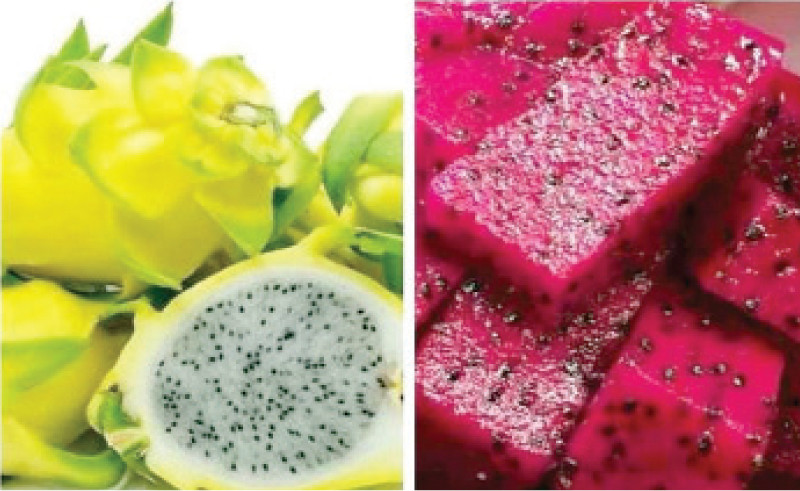 given the high market prices of dragon fruit in pakistan where it is considered a status symbol returns can range from rs5 to rs10 million per mature acre photo file