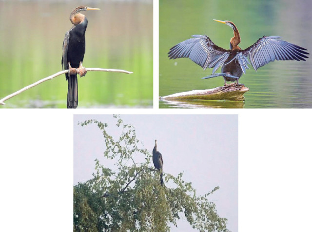 an oriental darter perches on a tree on the bank of langh lake in qambar shahdadkot district the rare bird was seen after 29 years in the province wildlife officials said photo express an oriental darter perches on a tree on the bank of langh lake in qambar shahdadkot district the rare bird was seen after 29 years in the province wildlife officials said photo express