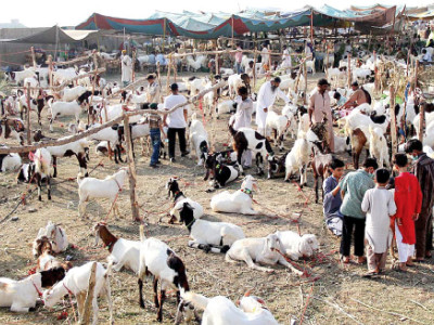 taking up space illegal cattle markets mushroom across city ahead of eidul azha