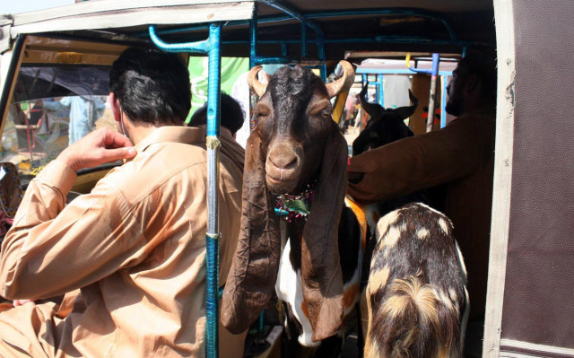 customers transporting goats away from a cattle market in karachi photo inp customers transporting goats away from a cattle market in karachi photo inp