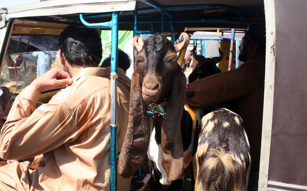 customers transporting goats away from a cattle market in karachi photo inp