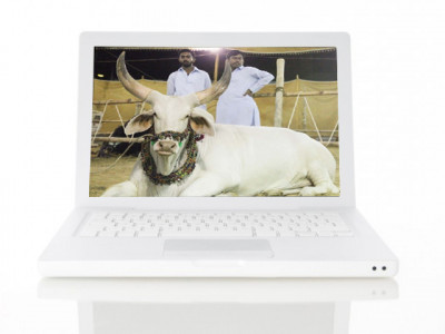 online platforms offer qurbani services