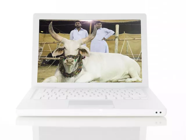websites also cater to people abroad who want to offer animal sacrifice on eidul azha websites also cater to people abroad who want to offer animal sacrifice on eidul azha