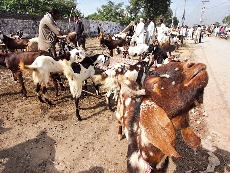 residents are worried that the presence of cattle so close to their homes will spread diseases photo online