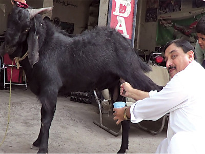 oddity mr and mrs goat packaged in one