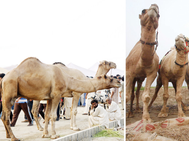 a city official says the most popular sale point so far was at shahpur kanjran which had been set up on 480 canals photos abid nawaz shafiq malik express