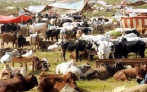 rawalpindi notifies eight cattle markets