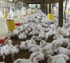 poultry sector gets no relief in budget