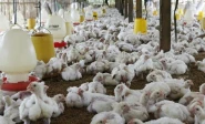 poultry sector gets no relief in budget