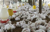 poultry sector gets no relief in budget