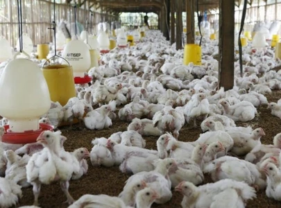 poultry sector gets no relief in budget poultry sector gets no relief in budget