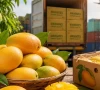 focus on exporting mangoes to china focus on exporting mangoes to china