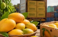 focus on exporting mangoes to china