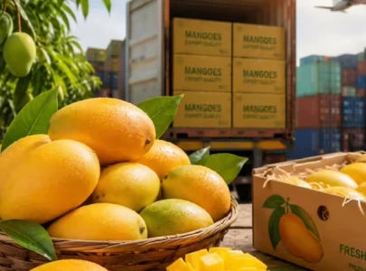 focus on exporting mangoes to china