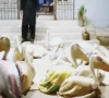 wildlife dept foils pelican smuggling bid
