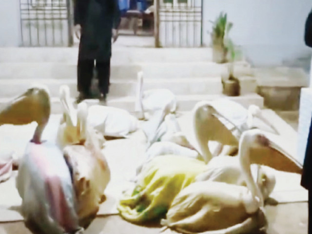 Wildlife department rescues 16 pelicans in anti-smuggling raid
