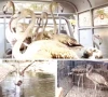seven flamingos rescued from empress market seven flamingos rescued from empress market