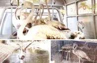sindh wildlife department rescues 7 flamingos from empress market photos express