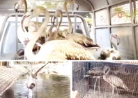 sindh wildlife department rescues 7 flamingos from empress market photos express