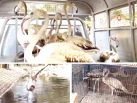 sindh wildlife department rescues 7 flamingos from empress market photos express