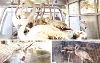 seven flamingos rescued from empress market