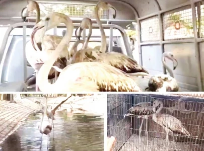 seven flamingos rescued from empress market