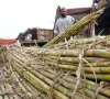 growers demand free sugar market