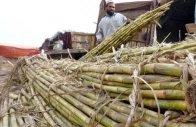 growers demand free sugar market