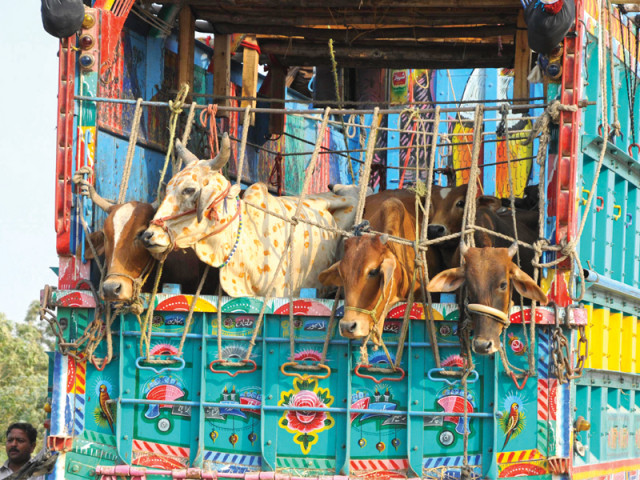 a truck full of sacrificial cows makes its way to the makeshift cattle markets set up in various neighbourhoods dha and clifton will see less of these animals in the future when the cbc formalises its rule of sacrificing only at designated slaughter houses photo mohammad noman express a truck full of sacrificial cows makes its way to the makeshift cattle markets set up in various neighbourhoods dha and clifton will see less of these animals in the future when the cbc formalises its rule of sacrificing only at designated slaughter houses photo mohammad noman express