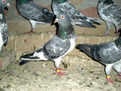 pigeon racing wash your sins away with umra tickets