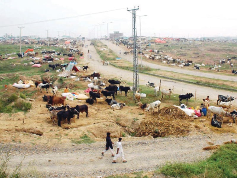 vendors are paying more than double the expenses they usually pay at the market for things like drinking water and feed for the animals photo nni