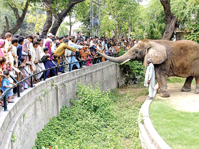 suzi the elephant one of the many animals found in the lahore zoo photo tariq hasan abid nawaz and shahbaz malik express file
