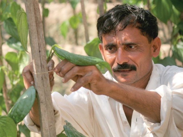 a farmer ties betel leaves to a wooden stick inside his farm called chhappro photo athar khan express a farmer ties betel leaves to a wooden stick inside his farm called chhappro photo athar khan express