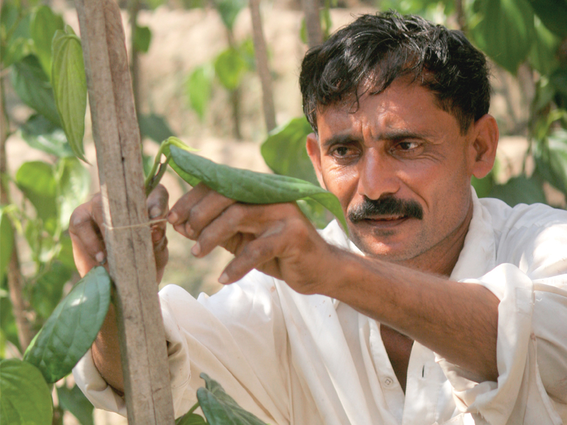 a farmer ties betel leaves to a wooden stick inside his farm called chhappro photo athar khan express