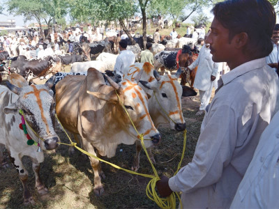 with no floods small livestock investors expect better returns with no floods small livestock investors expect better returns