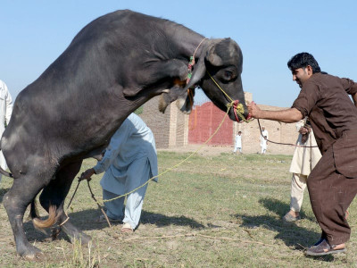 eidul azha billion rupee hides and its middleman politics