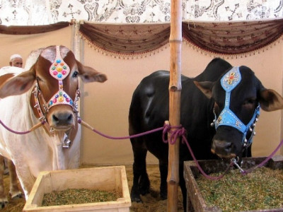 no qurbani for you police stop ahmadis from ritual sacrificing in lahore