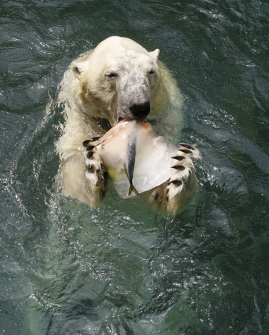 a polar bear bites a block of ice filled with sauries and fruits a geneticist today said he may have solved the mystery of the yeti by linking it to an ancient polar bear photo file a polar bear bites a block of ice filled with sauries and fruits a geneticist today said he may have solved the mystery of the yeti by linking it to an ancient polar bear photo file