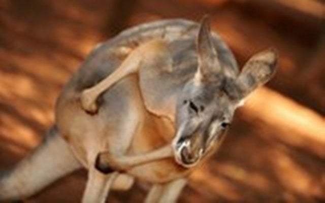 kangaroo shuts australian airport photo afp file