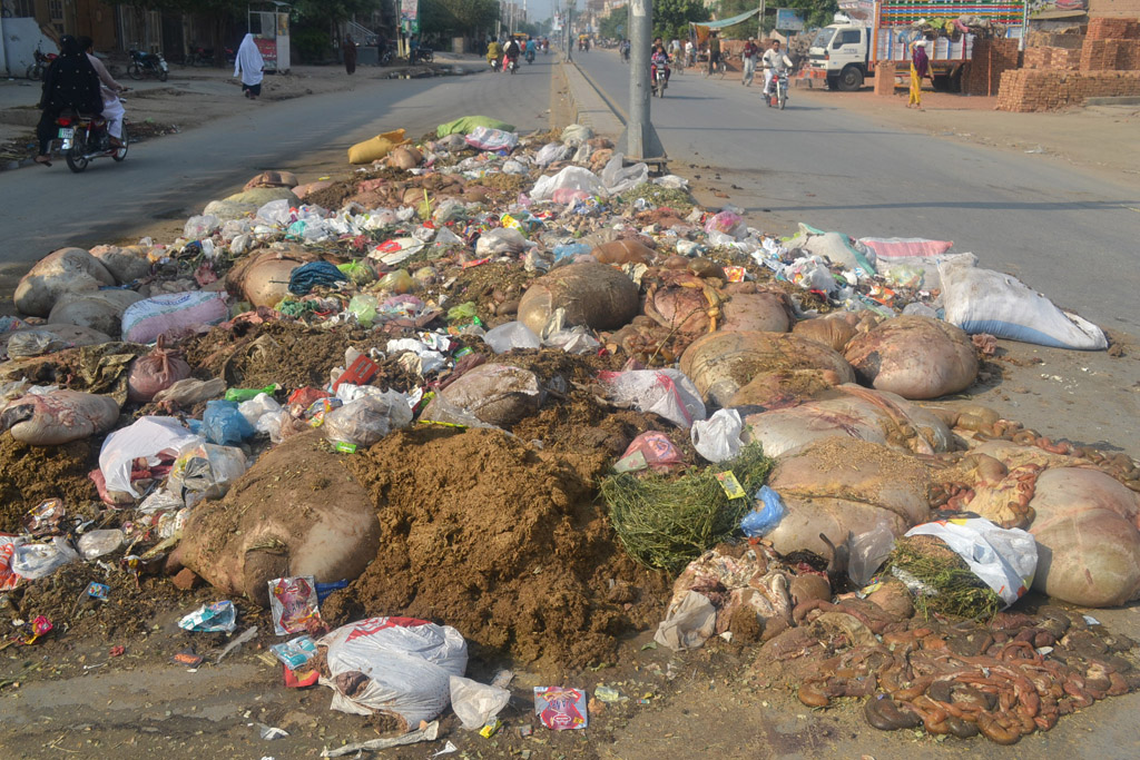 during eid the cda collected and disposed of the remains of over 55 000 sacrificial animals phoro shahid bukhari