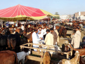 south punjab enjoys cattle market boom south punjab enjoys cattle market boom