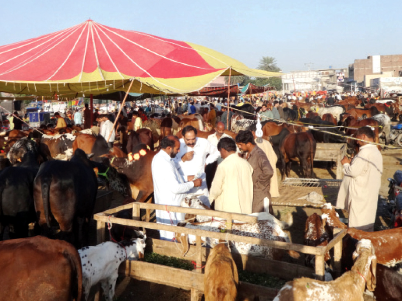 all seven markets for the sale of sacrificial animals witnessed heavy activity on the eve of eid photo ilyas chauhan express
