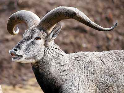trophy hunting programme g b sets 70 000 as hunting fee for markhors