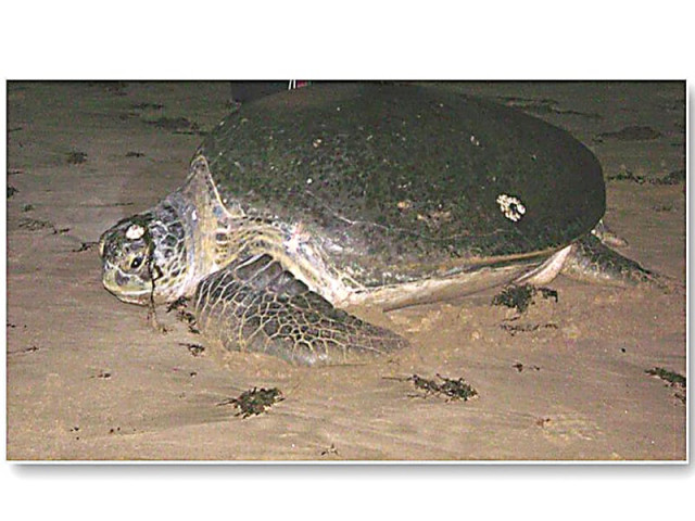 garbage on beaches and construction debris from newly constructed or unused huts can deter nesting of green sea turtles above picture courtesy department of geography university of karachi garbage on beaches and construction debris from newly constructed or unused huts can deter nesting of green sea turtles above picture courtesy department of geography university of karachi