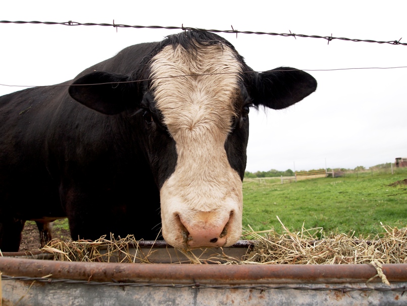 argentine scientists tap cow burps for natural gas photo file