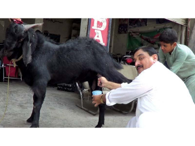 end to an oddity mr and mrs goat s 15 minutes of fame put to knife end to an oddity mr and mrs goat s 15 minutes of fame put to knife