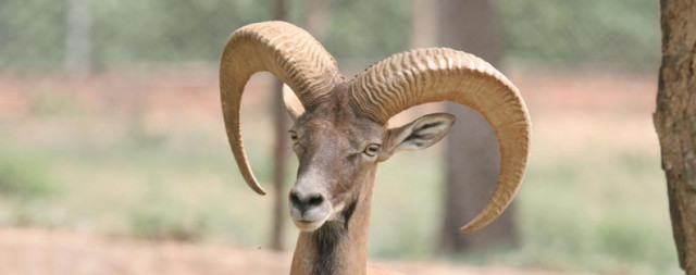 according to the wwf pakistan the punjab urial a species of wild sheep is protected under provincial laws photo wwfpak org according to the wwf pakistan the punjab urial a species of wild sheep is protected under provincial laws photo wwfpak org
