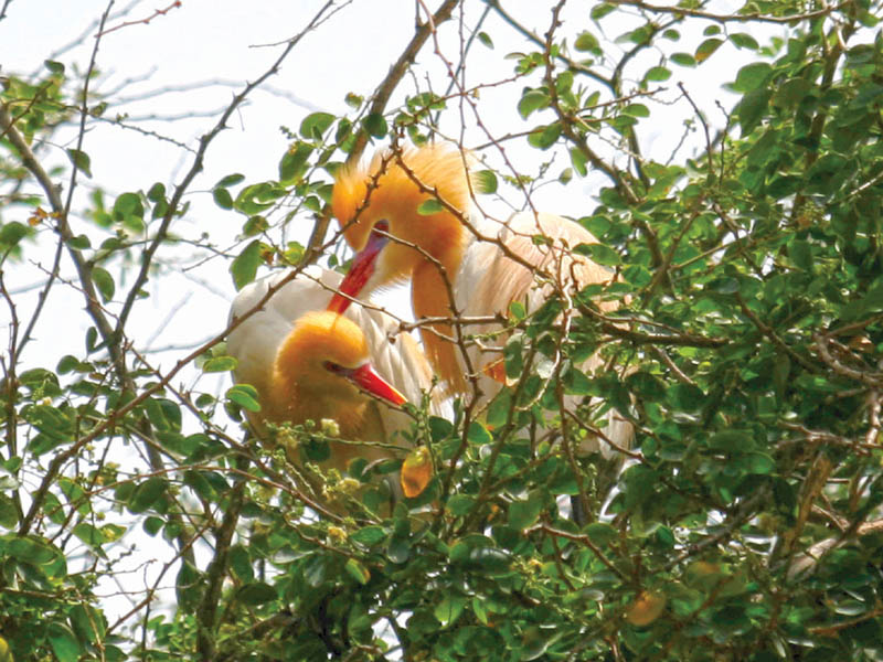 Where art thou gone? Birds find home elsewhere as Karachi makes space