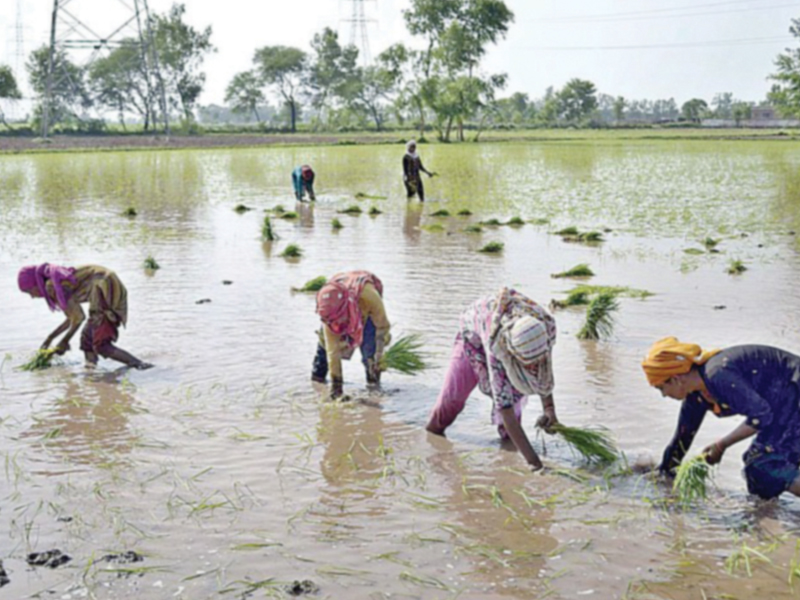 more than 200 rural women farmers from okara faisalabad and other parts of the province participated in the event photo file