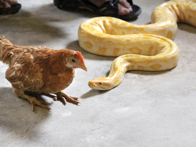 the local government dept has ordered an inquiry into the 31 pythons that were given to the karachi zoo to check if any have been stolen or gone missing photo file